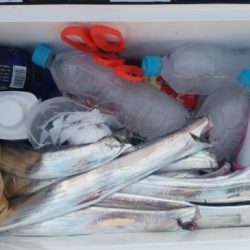 暁〜akatsuki〜 釣果