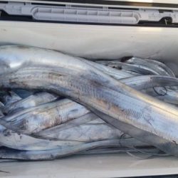 暁〜akatsuki〜 釣果