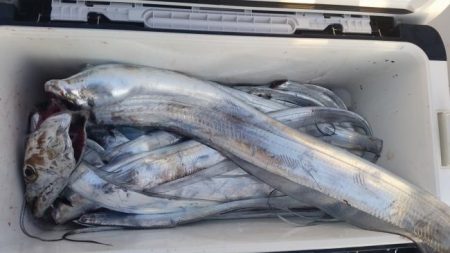 暁〜akatsuki〜 釣果