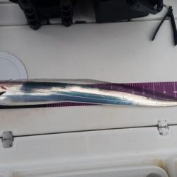 暁〜akatsuki〜 釣果