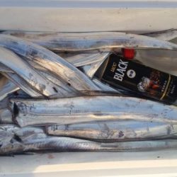 暁〜akatsuki〜 釣果