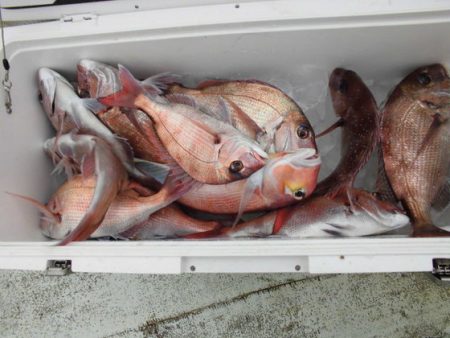 大進丸（新潟） 釣果