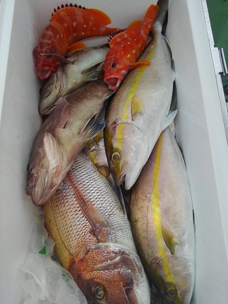 遊漁船 新鋭丸 釣果