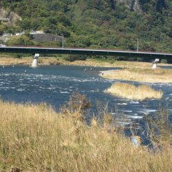 狩野川(狩野川漁業協同組合) 釣果