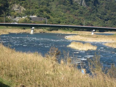 狩野川(狩野川漁業協同組合) 釣果