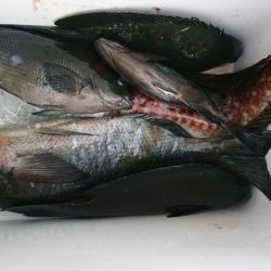 しば渡船 釣果