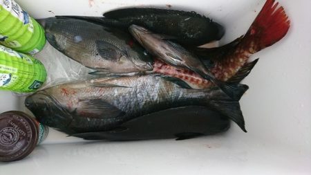しば渡船 釣果