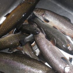 高萩ふれあいの里フィッシングエリア 釣果