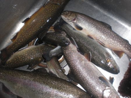 高萩ふれあいの里フィッシングエリア 釣果