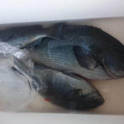 千津丸 釣果