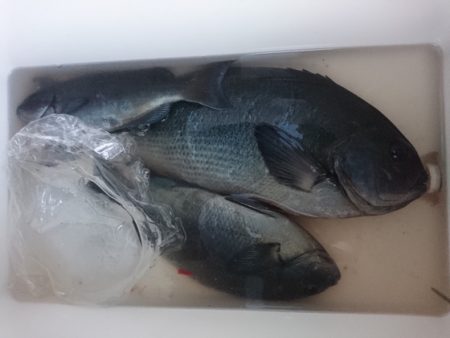 千津丸 釣果