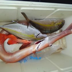 遊漁船 新鋭丸 釣果