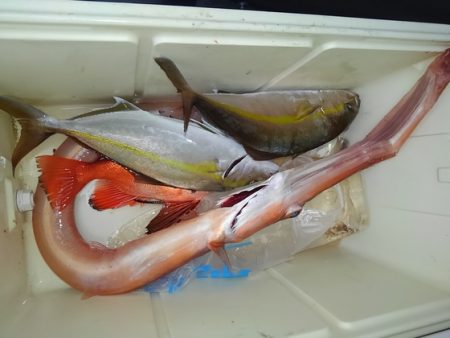 遊漁船 新鋭丸 釣果