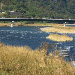 狩野川(狩野川漁業協同組合) 釣果