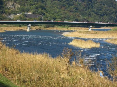 狩野川(狩野川漁業協同組合) 釣果