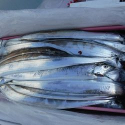 遊漁船 幸友丸 釣果