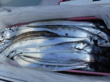 遊漁船 幸友丸 釣果