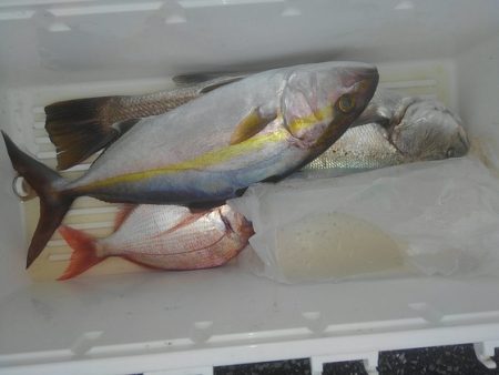 遊漁船 新鋭丸 釣果