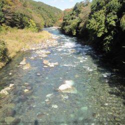 狩野川(狩野川漁業協同組合) 釣果