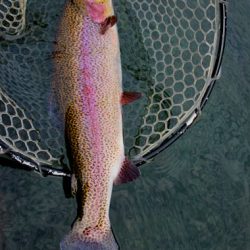 小菅トラウトガーデン 釣果