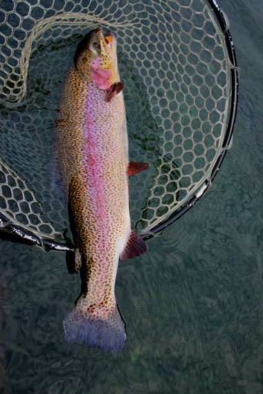 小菅トラウトガーデン 釣果