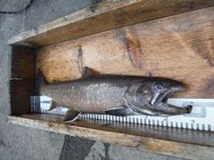 すそのフィッシングパーク 釣果