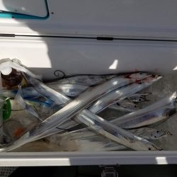 遊漁船　ニライカナイ 釣果