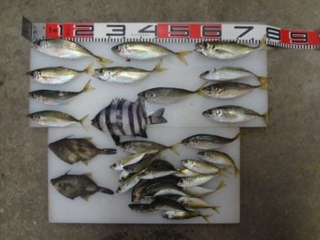 のとじま臨海公園海づりセンター 釣果