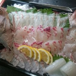 リトルワン 釣果