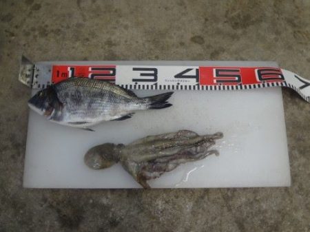 のとじま臨海公園海づりセンター 釣果