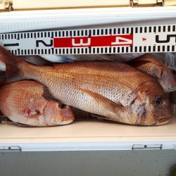 釣り船くわだ 釣果