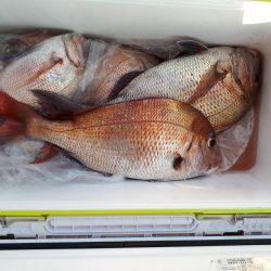 釣り船くわだ 釣果