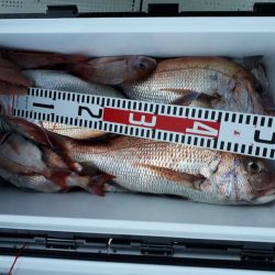 釣り船くわだ 釣果