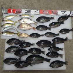 のとじま臨海公園海づりセンター 釣果