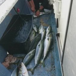 釣り船武蔵 釣果