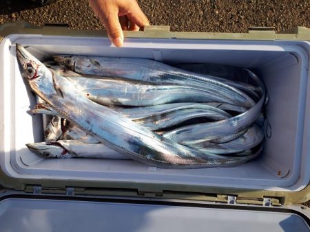 釣り船くわだ 釣果