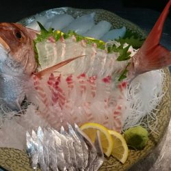 リトルワン 釣果