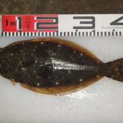 のとじま臨海公園海づりセンター 釣果