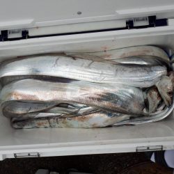 釣り船くわだ 釣果