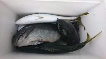 しば渡船 釣果