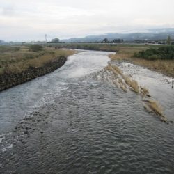 狩野川(狩野川漁業協同組合) 釣果