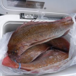 遊漁船 幸友丸 釣果