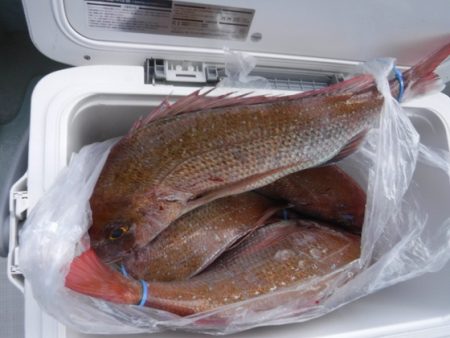 遊漁船 幸友丸 釣果