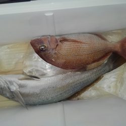 遊漁船 新鋭丸 釣果
