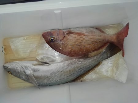 遊漁船 新鋭丸 釣果