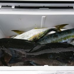 しば渡船 釣果