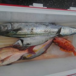 遊漁船 新鋭丸 釣果