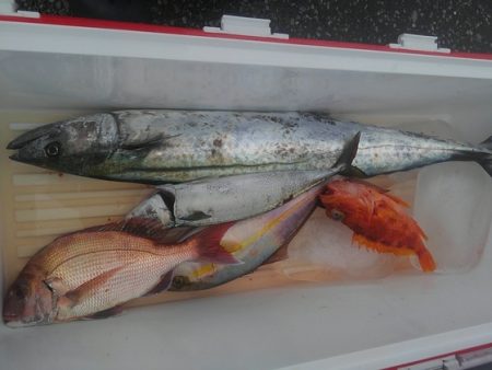 遊漁船 新鋭丸 釣果