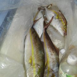 遊漁船 新鋭丸 釣果