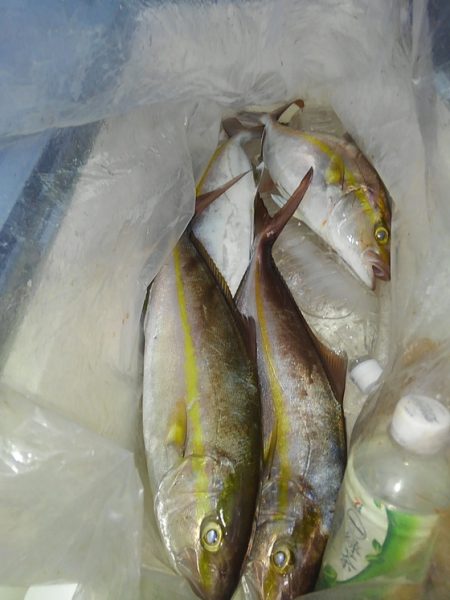 遊漁船 新鋭丸 釣果